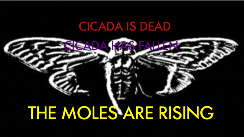 File:Mole cicada.png